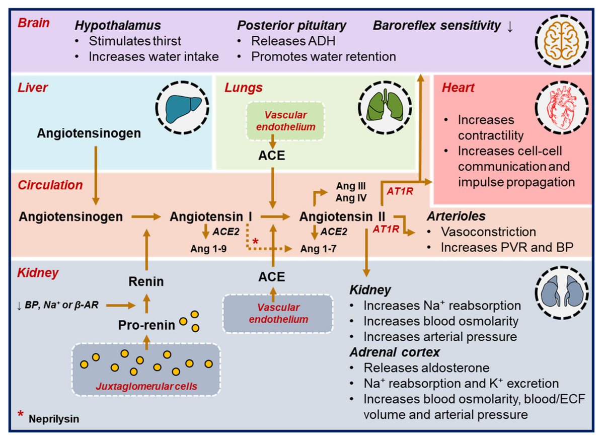 The renin-angiotensin-aldosterone activation cascade.

mdpi.com/1422-0067/22/1…