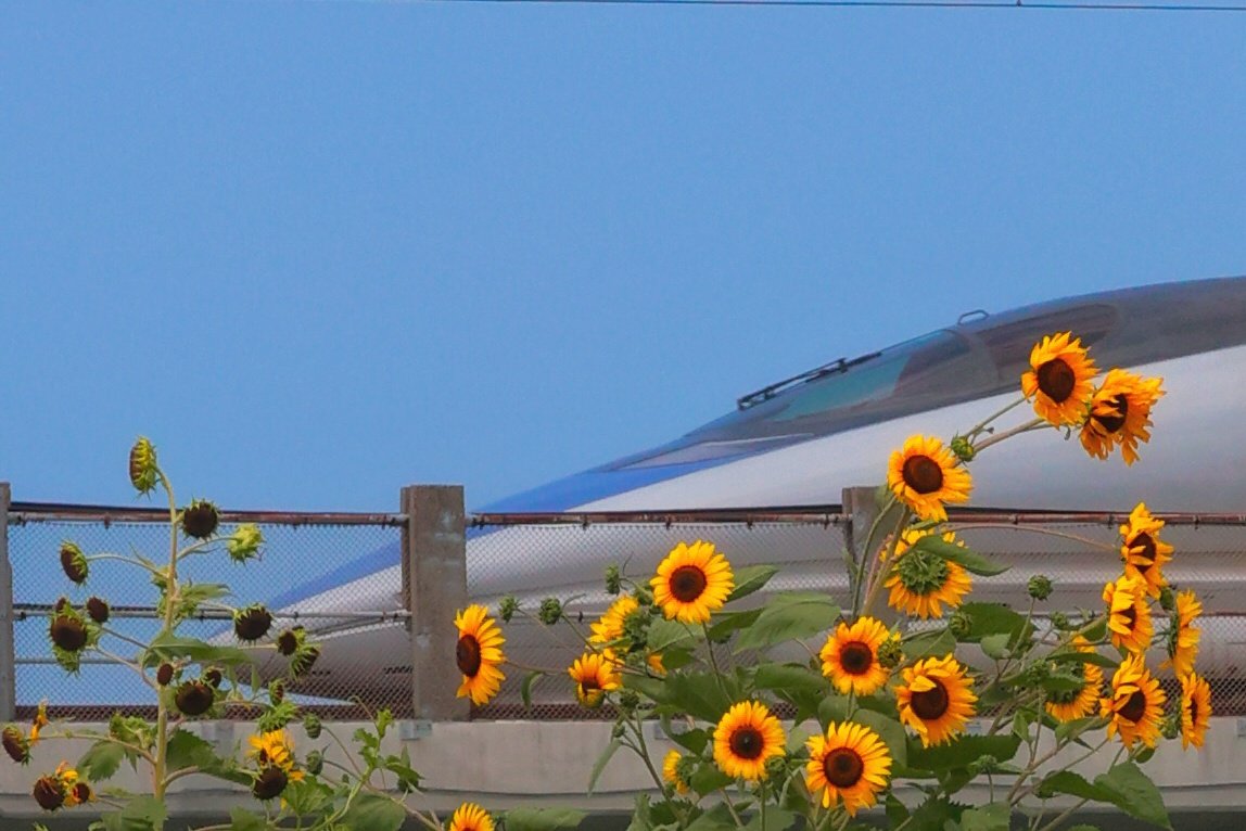 mitsu40482336's tweet image. 500系とヒマワリ🌻