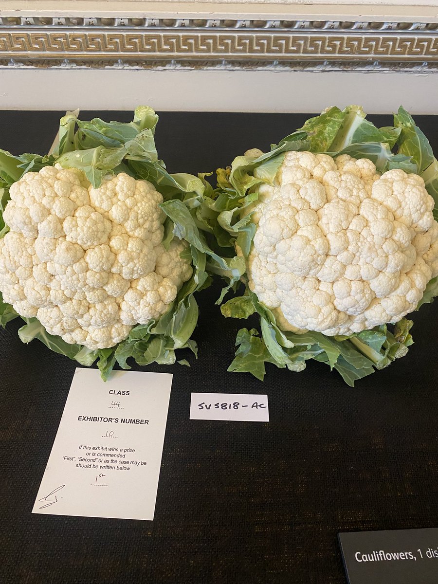 medwynsofangles's tweet image. Two of our varieties were amongst the Red cards. Cauliflower’SV5818’ and beetroot Pablo, a regular winner on the show benches and sweet flavoured.