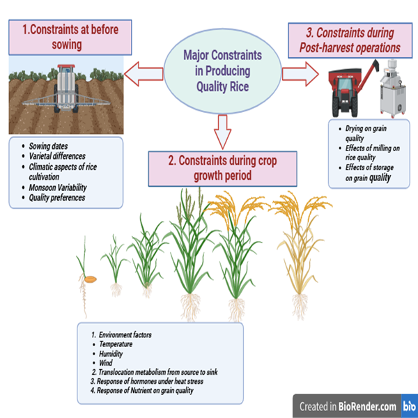 Agronomic and environmental perspectives on rice grain quality - doi.org/10.14719/pst.6…