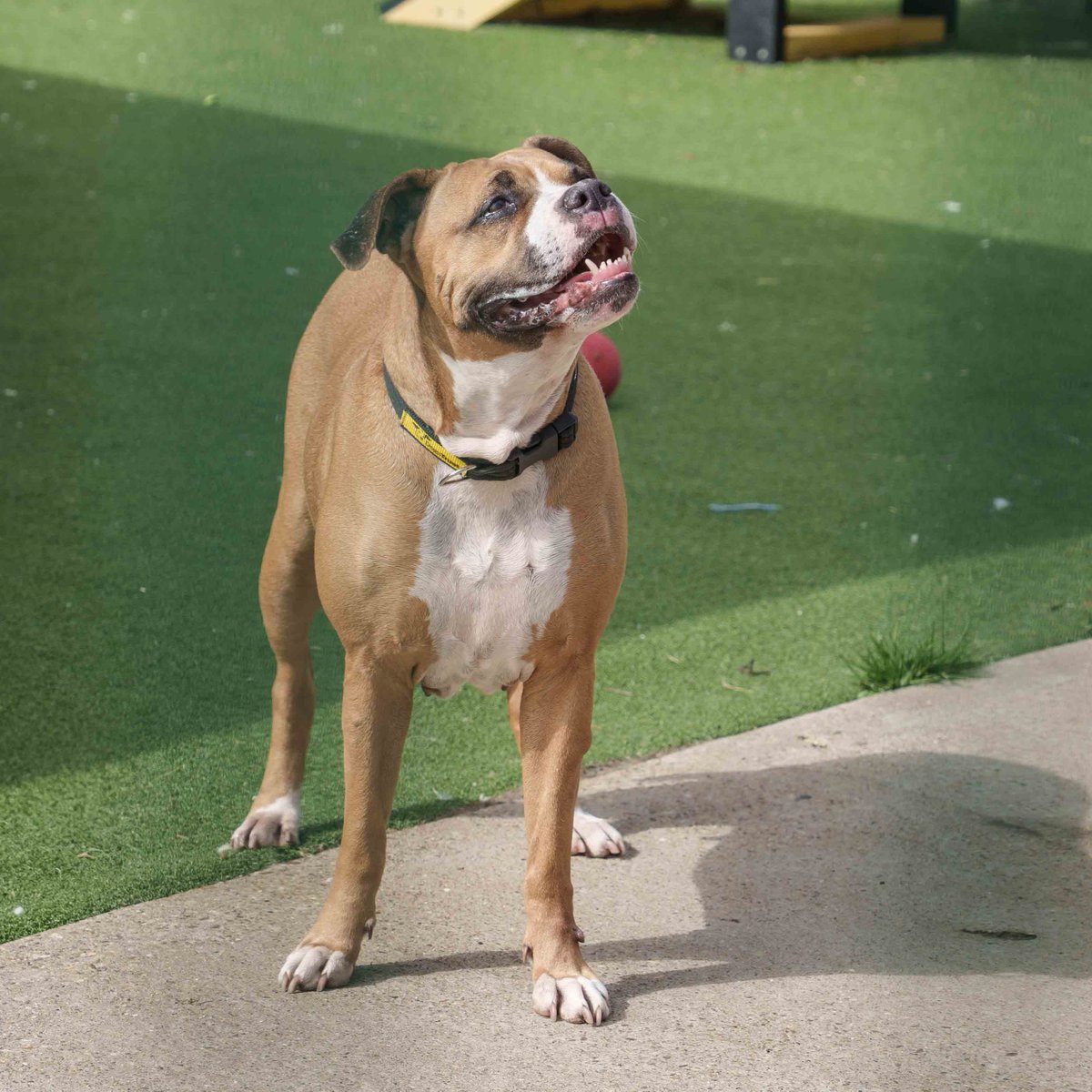 💛 Roxy 💛
Roxy is a super affectionate girl who loves nothing more than ear scratches and tummy rubs from her favourite people! She adores her toys and will play alone or with her human friends! 🥰
Find out more about her and Apply to Adopt by visiting our website 💻