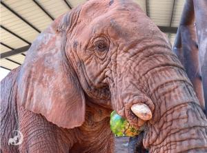 stae_elephants's tweet image. After 40 years of solitary confinement, African elephant Kenya is finally free to live her life as an elephant should at the Global Sanctuary for Elephants in Brazil.
zurl.co/JzlpV
