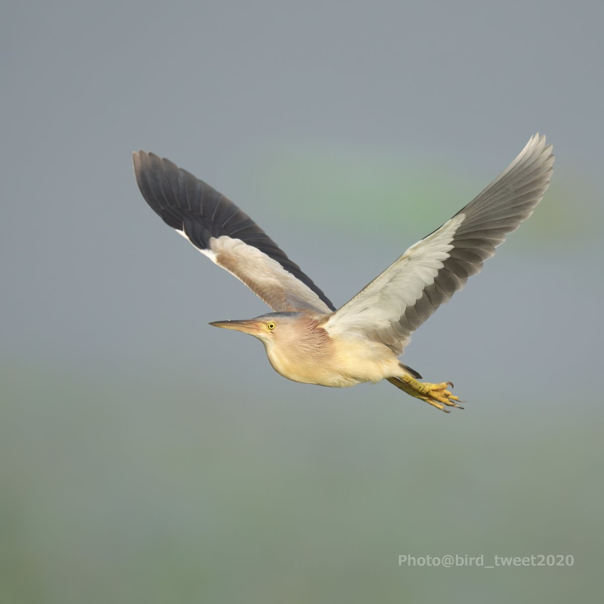 bird_tweet2020's tweet photo. ♂が朝日を浴びながら近くを通過してくれました♪
この鳥で有名な地にも昨日まで断続的に大雨が降ったようです。
先週の大雨から生き残った雛達が今も無事なのか気になるな。
こういうとき、状況を聞ける友達がいないのは痛いな。。。
2025年6月撮影
#ヨシゴイ #Yellowbittern https://t.co/R22Yw1N3X7