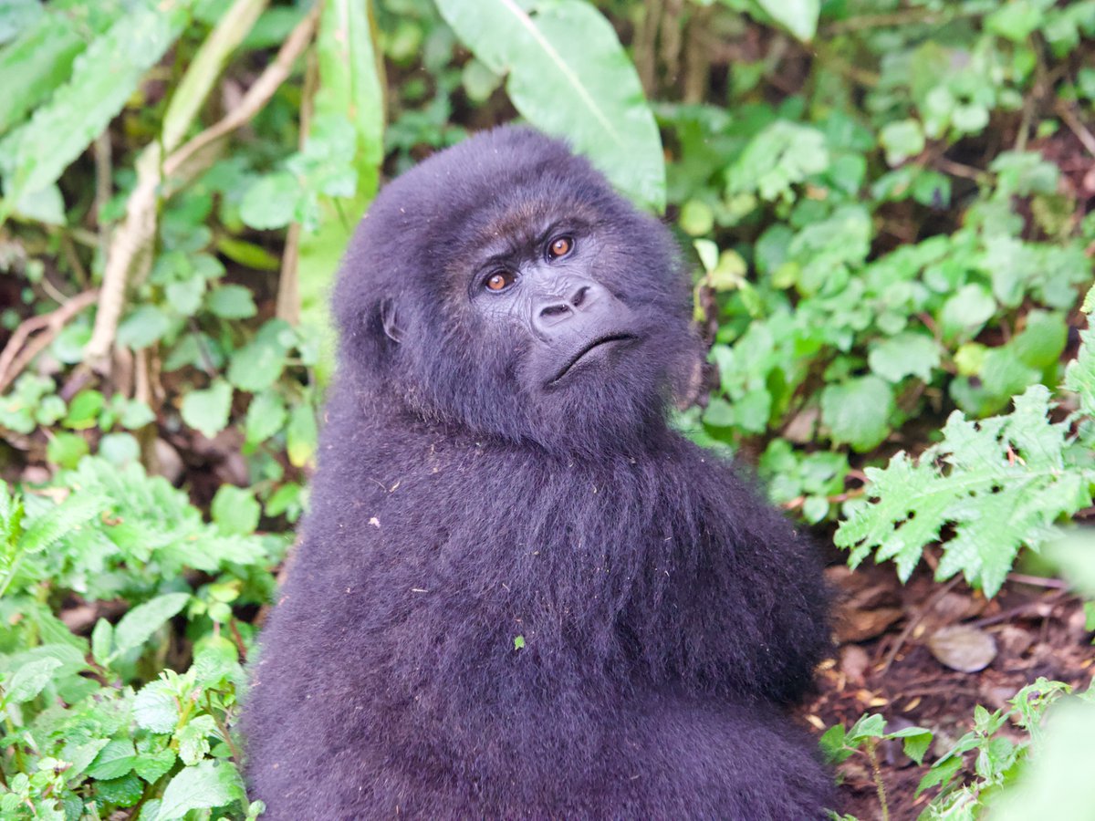 Dian Fossey Gorilla Fund (@savinggorillas) on Twitter photo It's Ishimwe's birthday! ๐ฅณ 
Ishimwe is a blackback who lives in the Titus gorilla group. Today, he turns 10 years old. Happy birthday, Ishimwe! ๐ 
๐ธ McKensey Miller & Bertrand Mahirwe It's Ishimwe's birthday! ๐ฅณ 
Ishimwe is a blackback who lives in the Titus gorilla group. Today, he turns 10 years old. Happy birthday, Ishimwe! ๐ 
๐ธ McKensey Miller & Bertrand Mahirwe