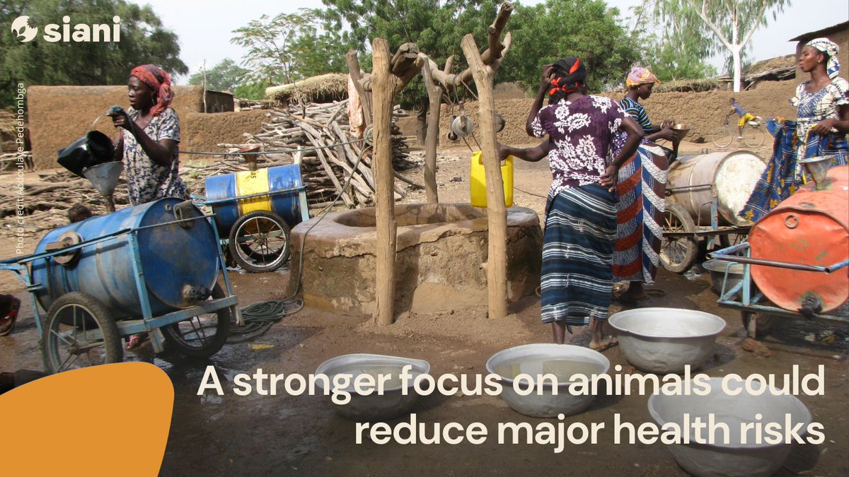 SIANIAgri's tweet image. NEWS STORY |
Better water and #sanitation policies could reduce the risk of infections that spread from animals to humans, according to a new policy brief from the SIANI expert group #OneHealth in Burkina Faso.
Read more: buff.ly/B9Z6HVj