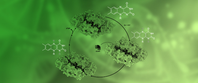 Biomol_MDPI's tweet image. #HighlyAccessedPaper
"Structural Plasticity of Flavin-Dependent Thymidylate Synthase Controlled by the Enzyme Redox State" by Ludovic Pecqueur, et al.
Viewed 677 times
Read now ➡️ brnw.ch/21wUbf5
#ThymidylateSynthase #ThyX #StructuralBiology #Crystallography