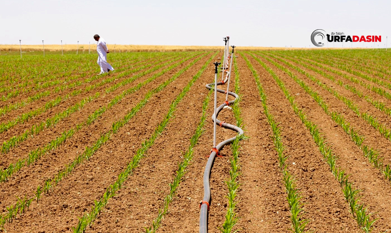 Şanlıurfa’da Mısır Ürünün Tarımsal Sulamasında Kriz Derinleşiyor
 urfadasin.com/sanliurfada-mi… 
#Urfa #sanliurfa