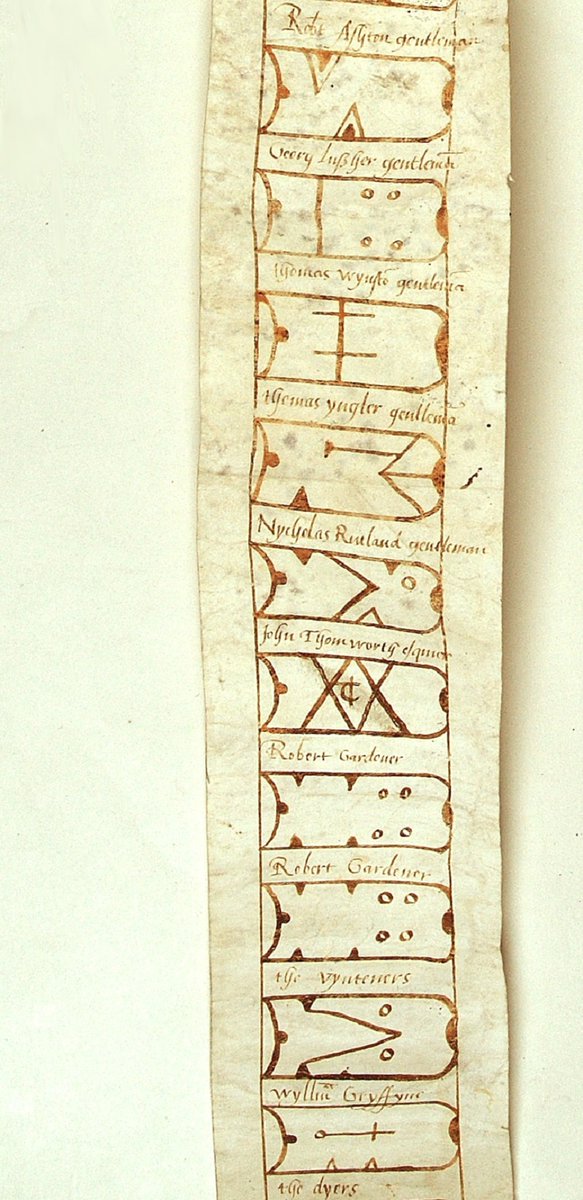 🦢 It's Swan Upping week! This ancient tradition sees Surrey’s swans weighed, measured &amp; checked over 5 days. Once a royal banquet favourite, they’re now protected. Discover our rare Elizabethan swan roll from the Loseley archives  orlo.uk/N0D51