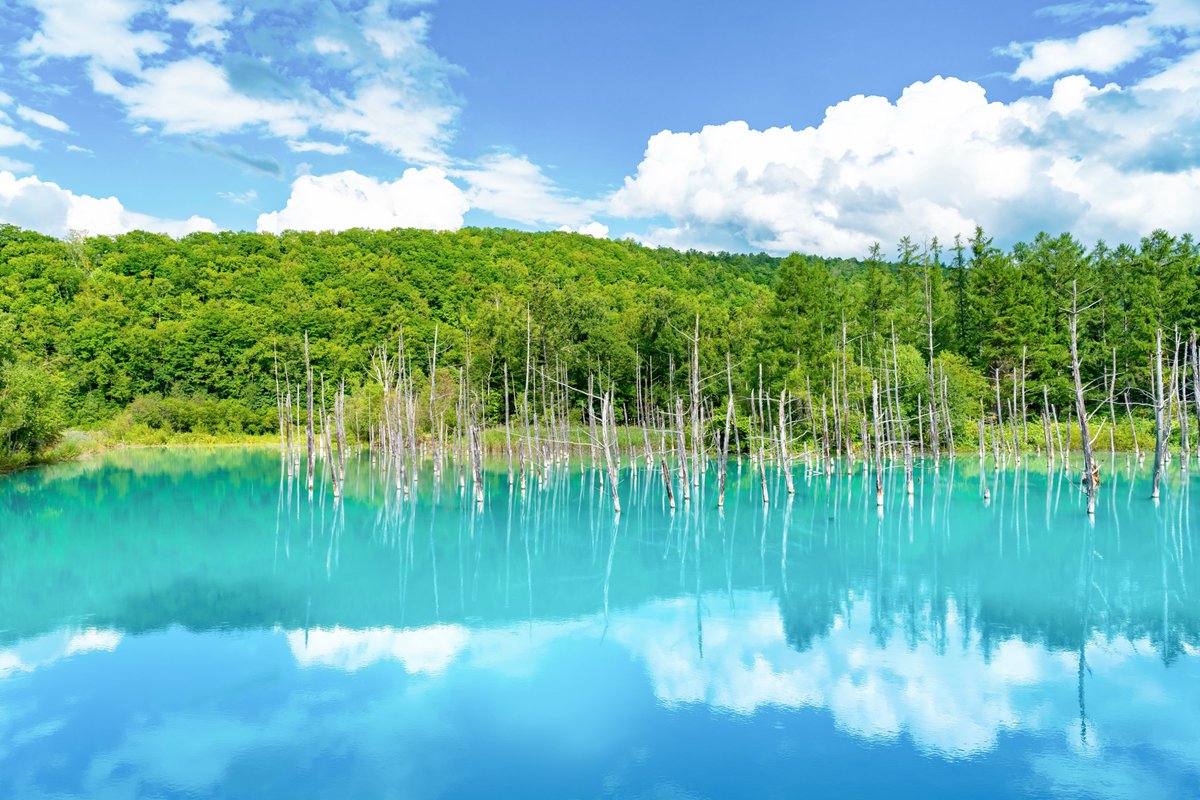 Escape Japan’s summer heat and discover the Shirogane Blue Pond in #Hokkaido! Nestled in Biei’s cool mountains, its turquoise glow comes from natural minerals in the water, which reflect sunlight in the most magical way 🩵

➡️ See more: en.japantravel.com/places/hokkaid…
