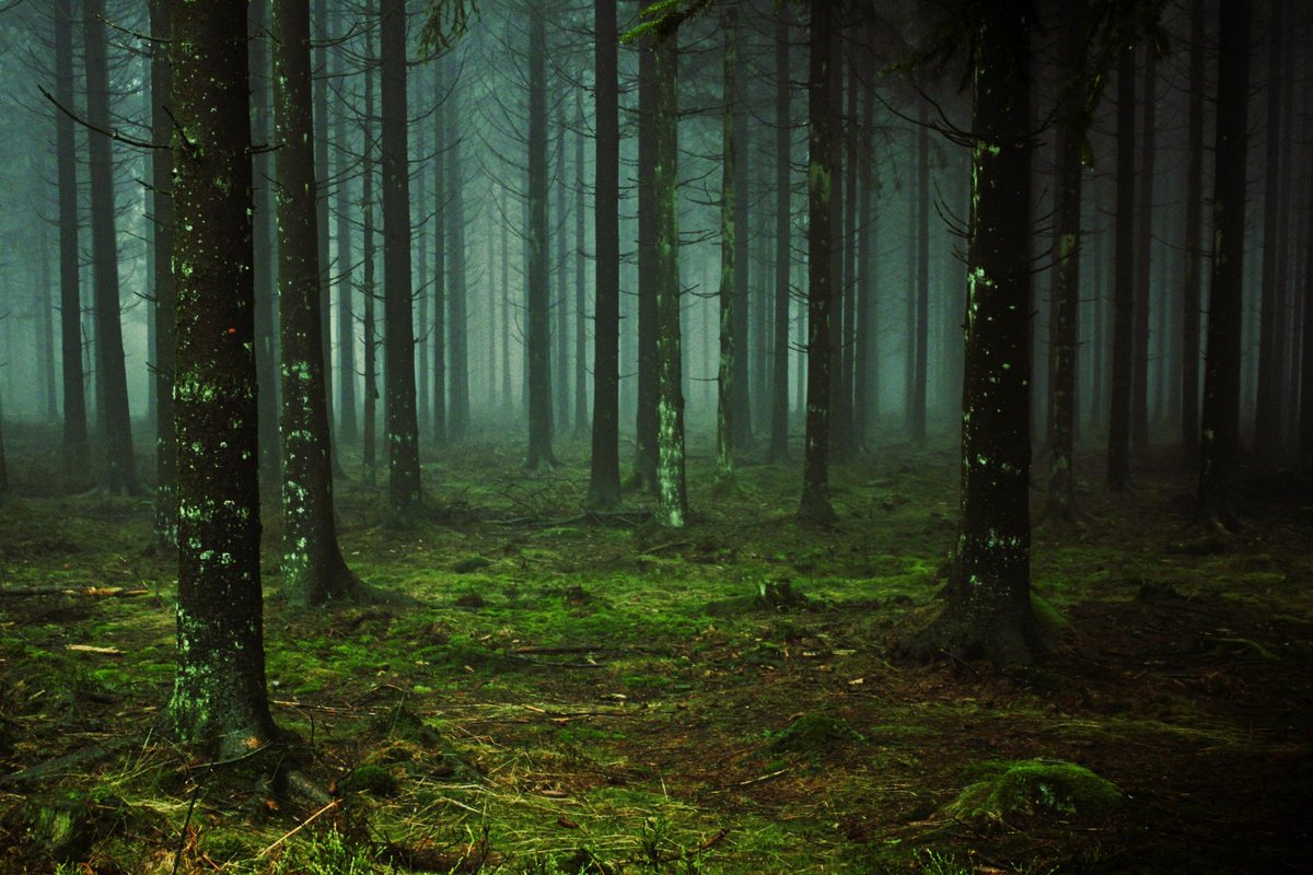 pittsburghparks's tweet image. ☮️ Experience the simple, calming magic of forest bathing this week. Join us and the 10.27 Healing Partnership on Thursday, July 17 @ 10:00 a.m. or on the evening of Saturday, July 19 for forest bathing after dark at 9:00 p.m.!
🌚 Have no fear—register here!…