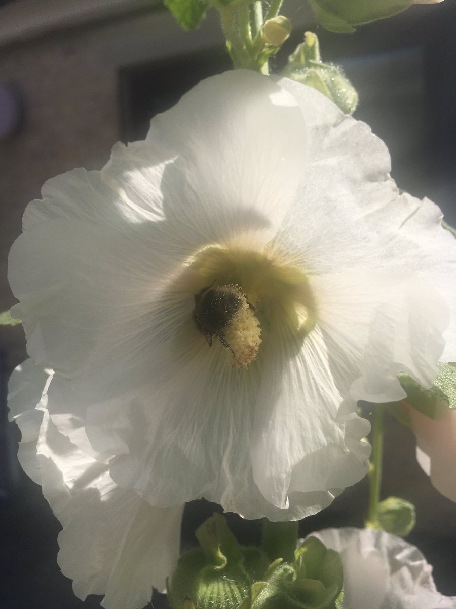 BirgitMoser4's tweet image. Einen etwas späten Morgengruss aus meinem Patio! Es summt und brummt!🙋‍♀️🦋