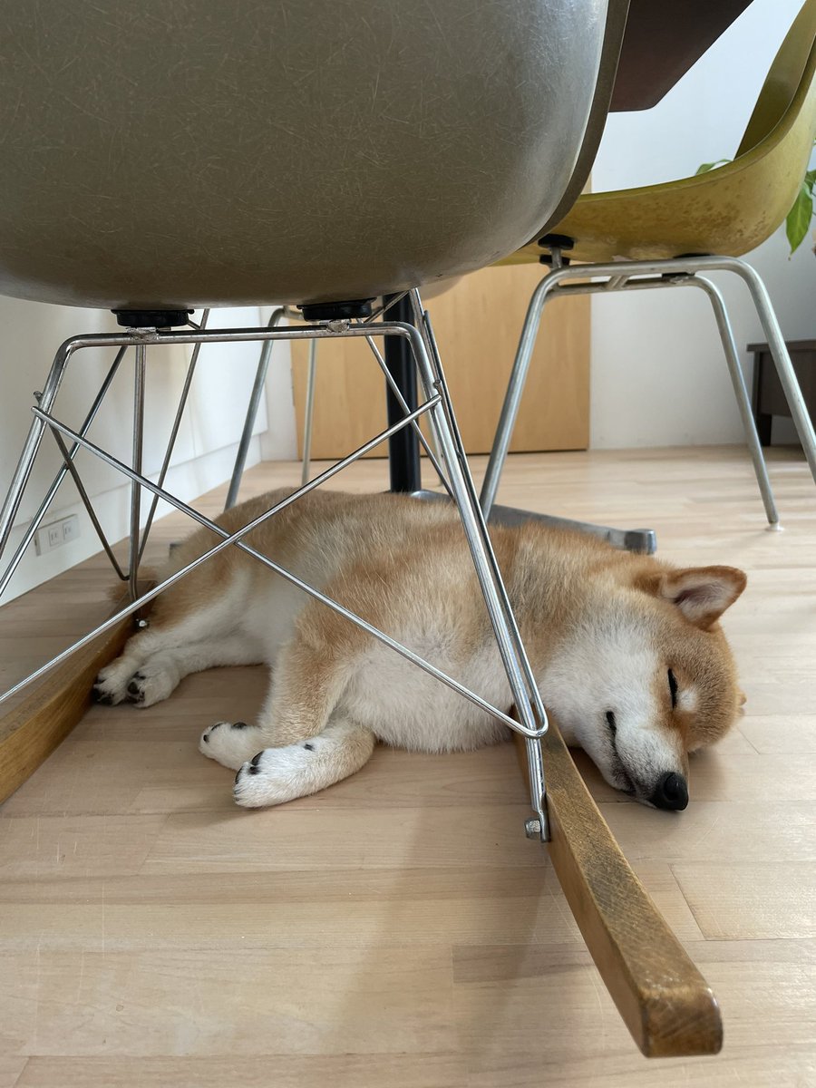 ここが落ち着くのだそう😌
#柴犬