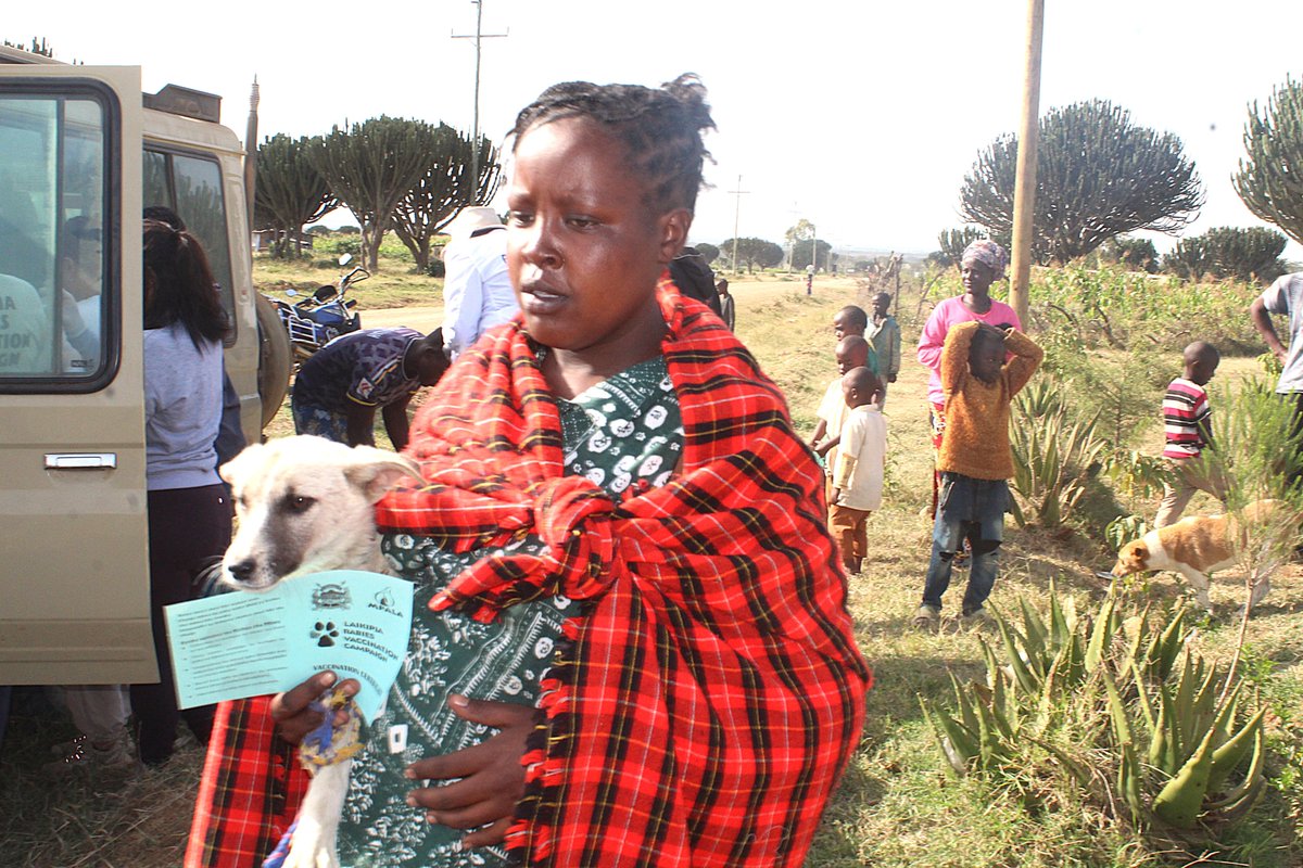 MpalaWildDogs's tweet photo. #LRVC2025 | Weekend 2 recap

Despite the rains and rough conditions, teams camped near communities and delivered hundreds of rabies vaccines.
Kazi haikusimama — teamwork and commitment carried the day.
One weekend, many lives protected!
@LaikipiaCountyG  @mpala_rc https://t.co/ROpZRFV1NH