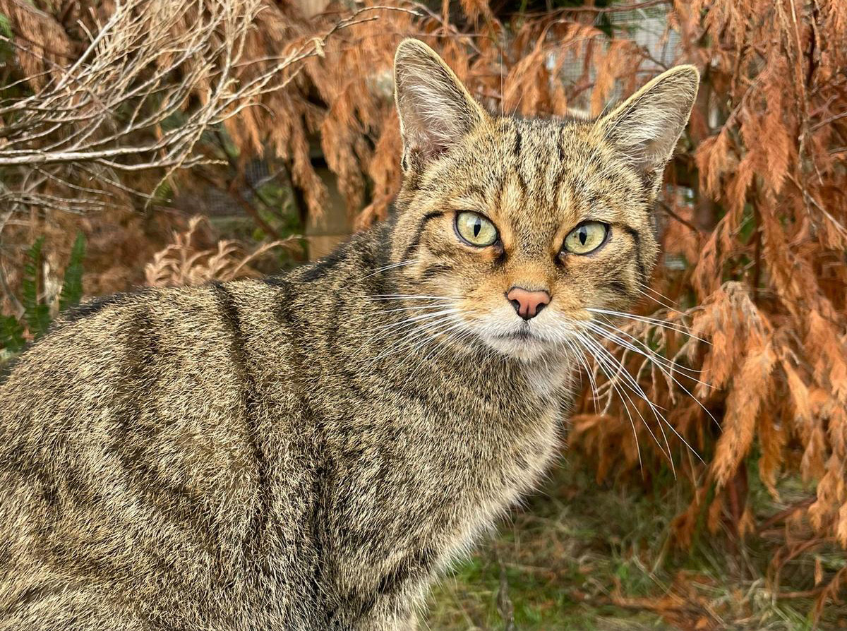 SaveOurWildcats's tweet image. Skye’s summer ready ☀️
She's enjoying the warm weather in the conservation breeding for release centre by catching the breeze on high perches, or seeking out sunspots for afternoon naps 💤
Sponsor Skye and receive exclusive updates from her keepers ➡️savingwildcats.org.uk/sponsor