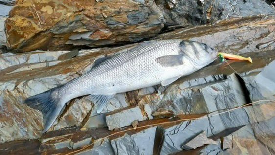 CATCH | Edy aka (outforacast) doing what he does best, catching bass in mental conditions. This bass was caught on our larger weighted sandeel in a bright chartreuse colour. Well done mate, Edy’s back 🎣

#bassfishinguk #bassluresuk #life #ocean