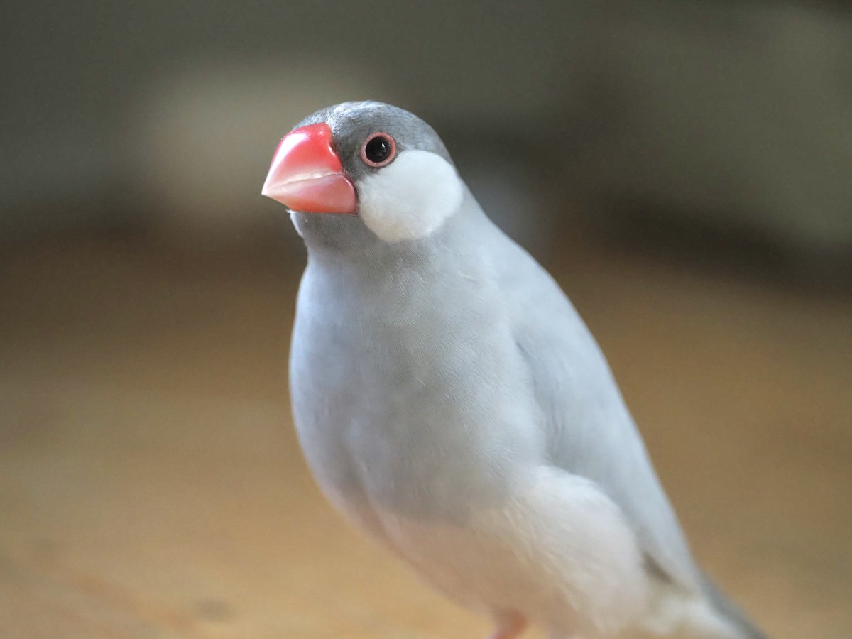 bunchochiffon's tweet photo. ふと、イケブンアカウントのことを思いだしました！
かわいいシフォンは4歳になって、ちょっと羽の色が変わってきた部分もあるんだけど元気です🐦 https://t.co/Z8GBEzv5D5