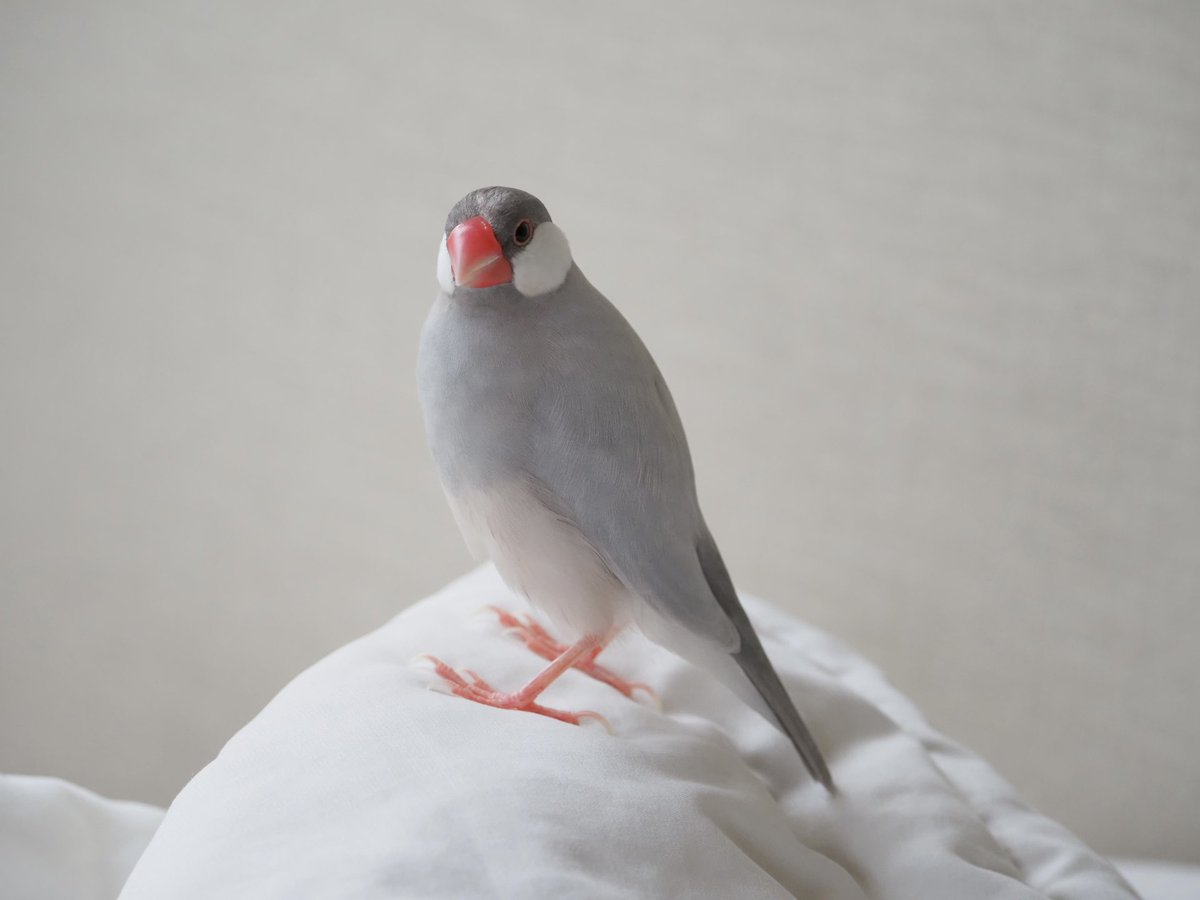 bunchochiffon's tweet photo. ふと、イケブンアカウントのことを思いだしました！
かわいいシフォンは4歳になって、ちょっと羽の色が変わってきた部分もあるんだけど元気です🐦 https://t.co/Z8GBEzv5D5