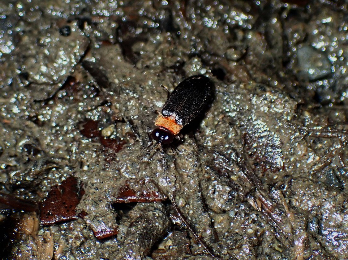 yohbo's tweet image. ツシマヒメボタル
Luciola unmunsana Doi, 1931
かつて対馬特産の新種として記載されましたが、最近の研究で大陸のウンモンボタルと同種ということになっています。
21.Ⅵ.2025　対馬市厳原町　#対馬の昆虫