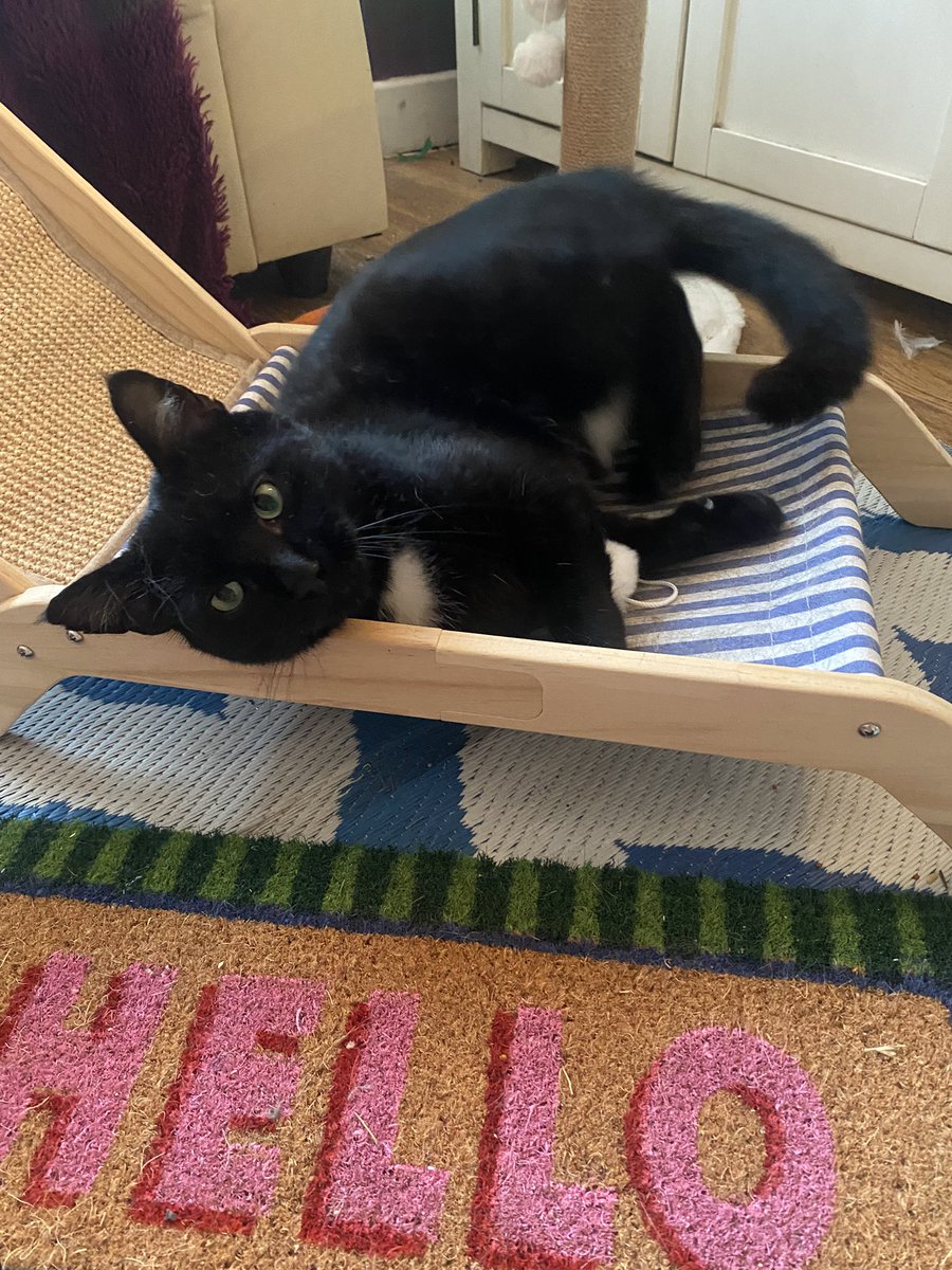 karen_flynn's tweet image. He disappeared for a week , I think the owners kept him in to break the connection.
But the cat that is not mine is back.
