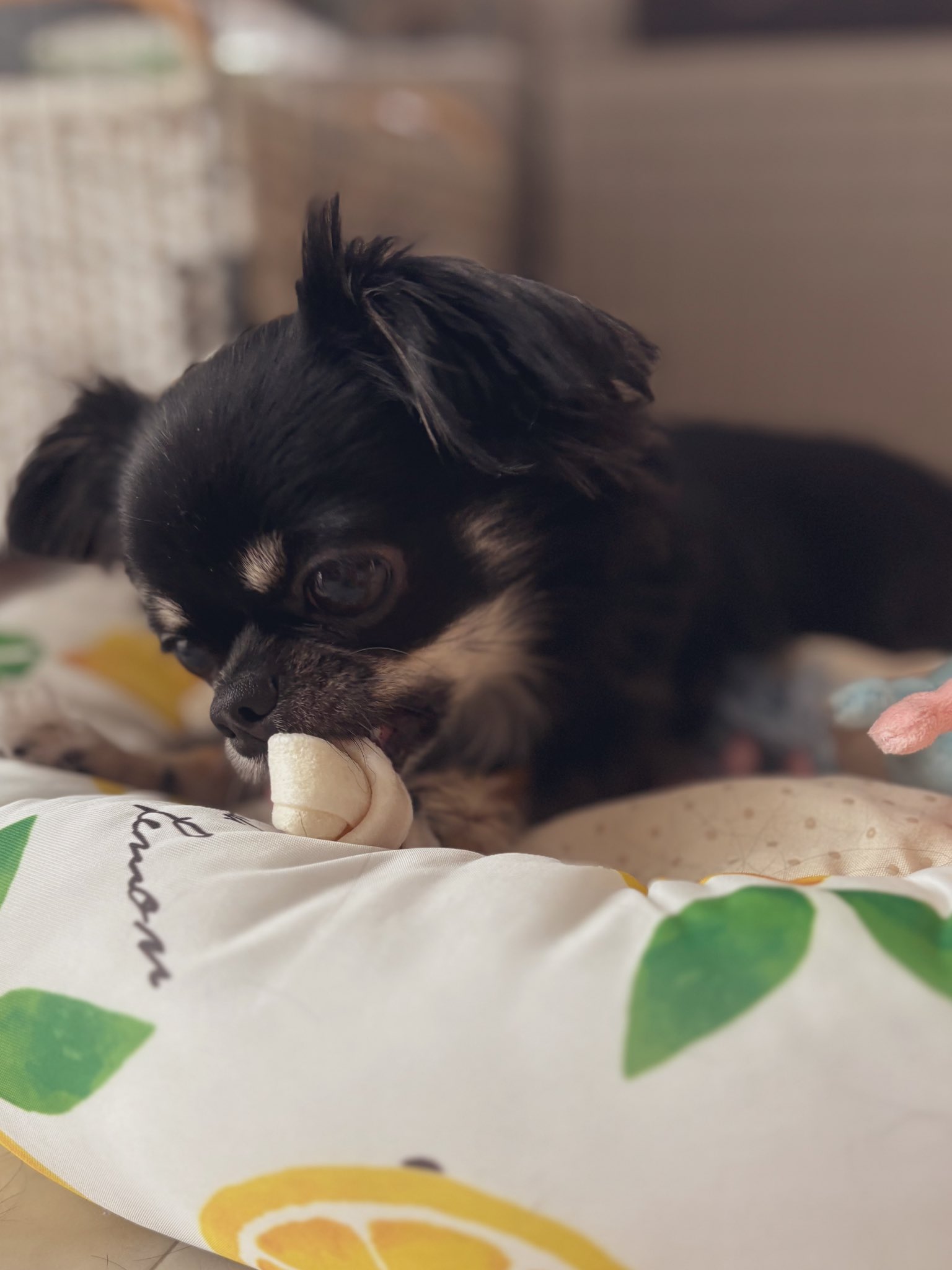 うちの犬ちゃん(ちわわ) on X: 