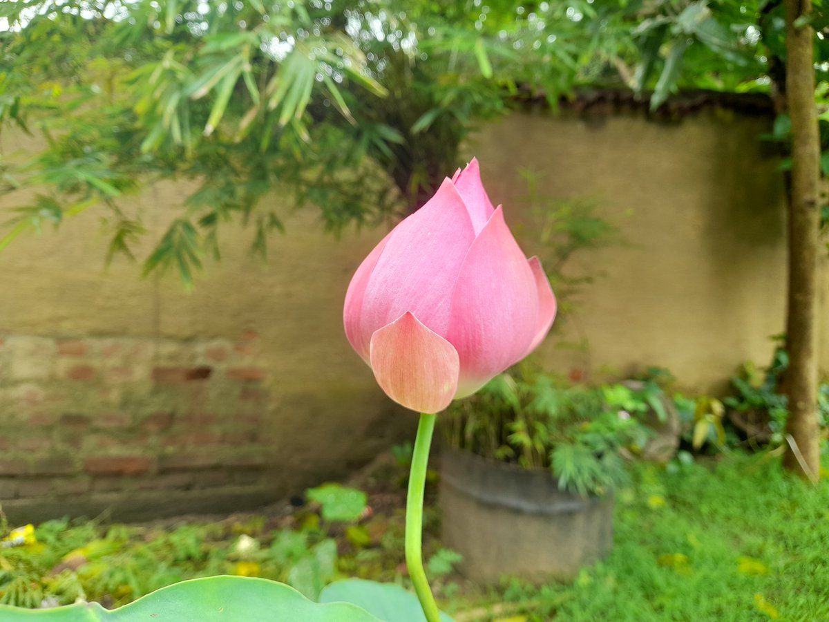binit_mohanta's tweet photo. Lotus beauty unfolding in our office @EkjutIndia campus!
From bud to blossom, nature gifts us moments of pure serenity.
#Lotus #NatureInOffice #Bloom https://t.co/d4vI6scKTd