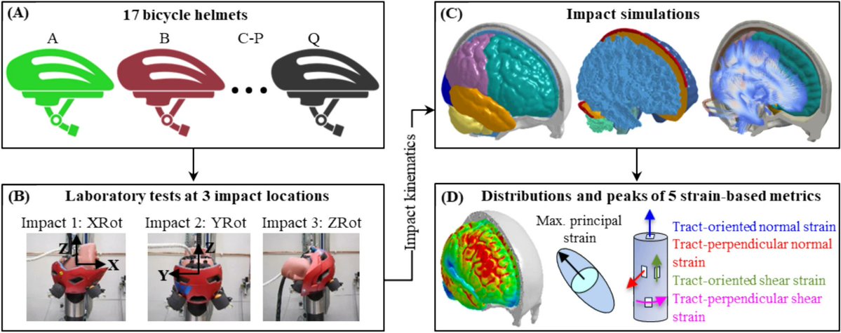 ABMEjournal's tweet image. Cyclists face a silent and growing danger: traumatic brain injuries (TBI) that even helmets can’t fully prevent.
To better understand how helmets influence brain injury risk, researchers conducted simulations using an anatomically detailed head model with embedded white matter…