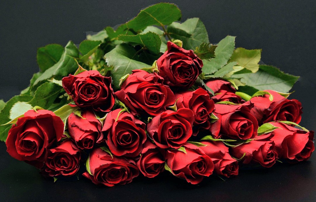 Happy Rose Wednesday 🌹🌹🎶
One for you and one for you ...👋