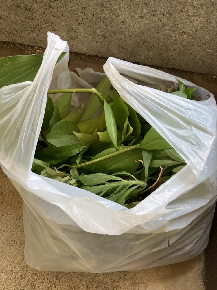 今日は事務所の玄関まわりを丁寧に掃除🍃
やっぱり綺麗だと、お客様を迎える時も自分が出社する時も気持ちがいいですね☺️
一度整えると、ちょっとの汚れも気になってしまいます…笑
ちなみにこちらはこの前取った雑草です❗️