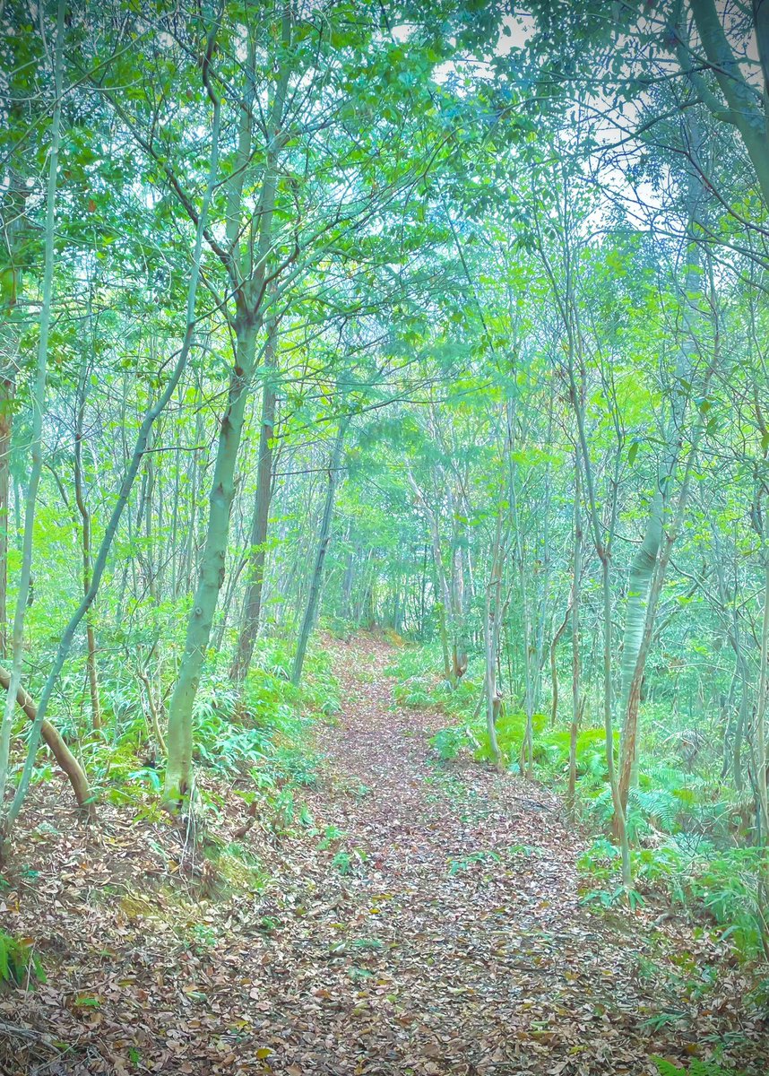 森の小径を　のんびり歩くみたいに
ことばにも　ひとつひとつ
「こんにちは」
って声をかけながら

そんなふうに
詩も　ひとも
ゆっくり味わっていけたらいいな

#ヒデローのことば
#ことばの散歩道
#詩が好きな人と繋がりたい