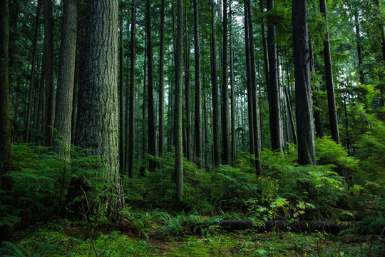 p_thangjam's tweet image. The earth has music for those who listen.
 #NatureSpeaks #ListenToNature #EarthLove #Reconnect