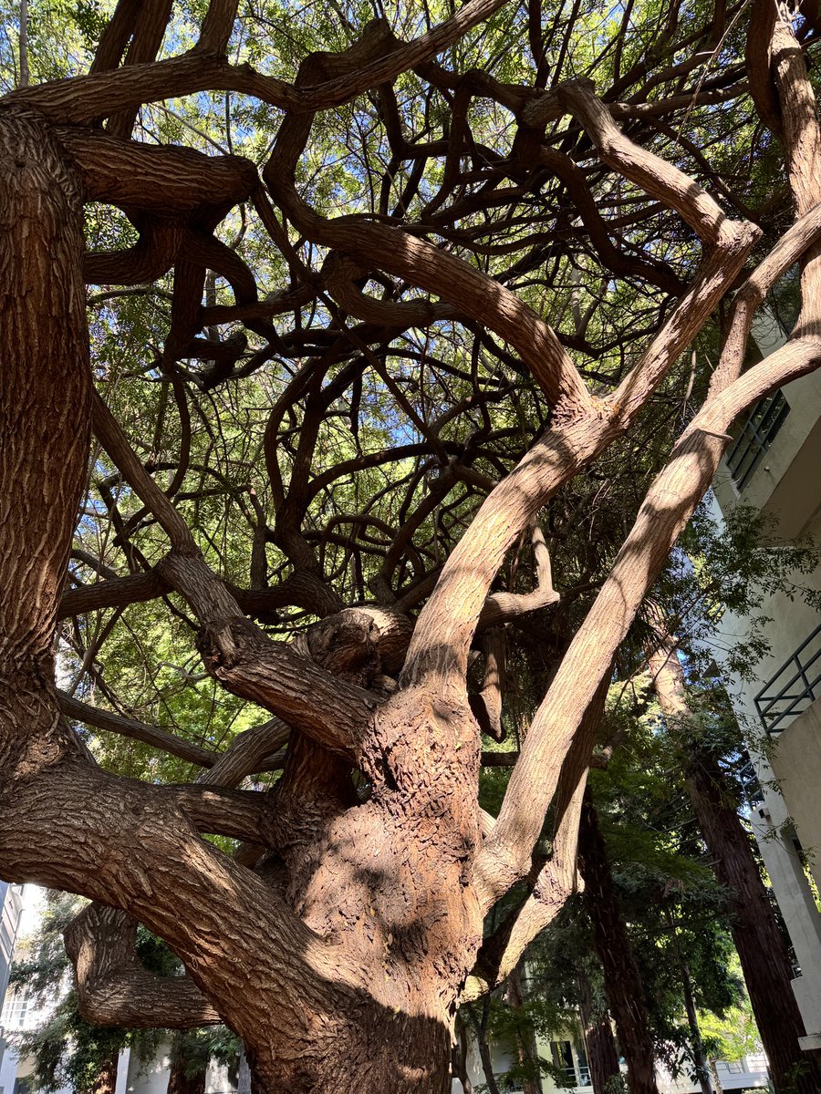 HarriganCath's tweet image. For #thicktrunktuesday from my neighborhood 

#ThePhotoHour