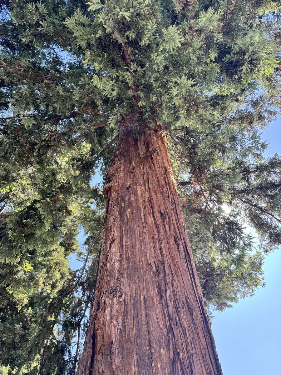 HarriganCath's tweet image. For #thicktrunktuesday from my neighborhood 

#ThePhotoHour