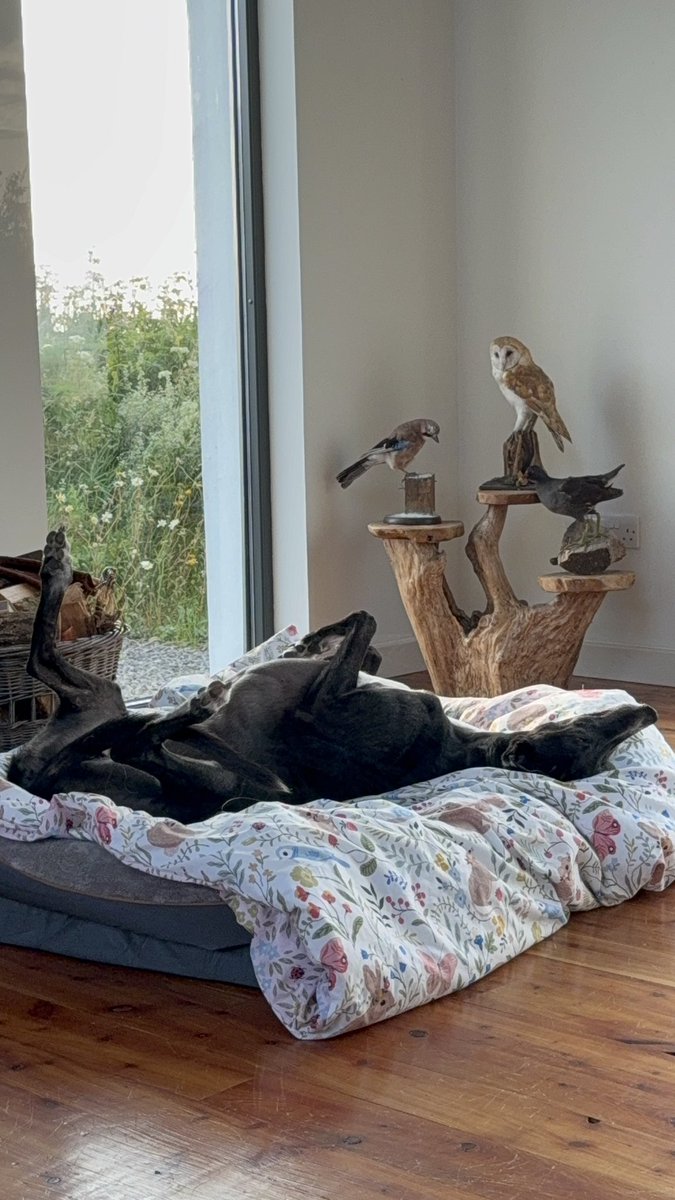 paddythegreyt's tweet image. ⸻
It’s #WholesomeWednesday!
Roaching isn’t just a pose, it’s a feeling.
It means I’m safe, loved, and exactly where I belong. Wishing you a moment of peace today. Stretch out, breathe deep, and remember…you deserve to rest, too. Have a great day! Love Paddy. 💙🐾🐾…