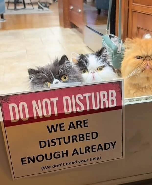 Snotz Casebere (@snotzthecat) on Twitter photo 