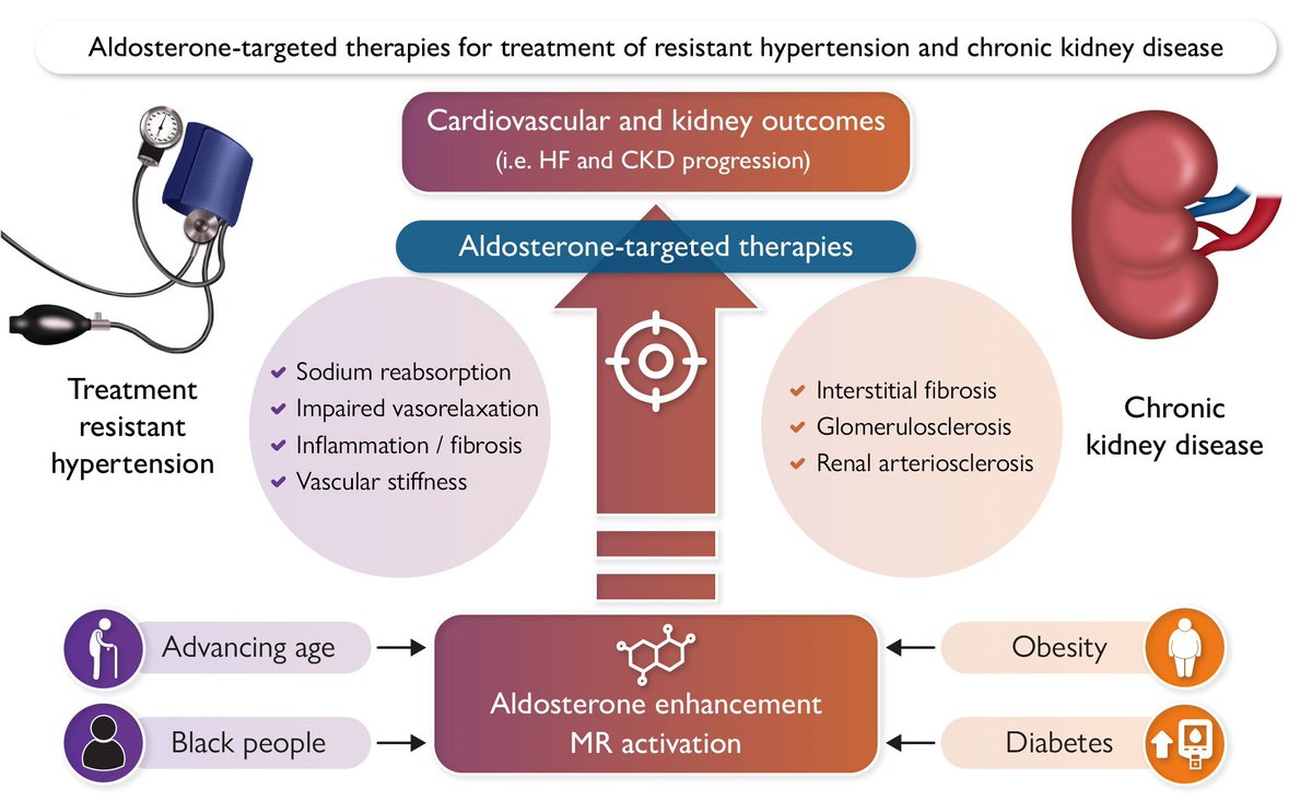 Seems it is month to 🔦 on #Aldosterone #MR❤️

State of the Art Review by <a href="/FaiezZANNAD/">Faiez ZANNAD</a> &amp; co-authors in <a href="/escardio/">European Society of Cardiology</a> <a href="/ESC_Journals/">European Society of Cardiology Journals</a> #EHJ 👏👏

Aldosterone-targeted therapies: early implementation in resistant #hypertension &amp; #CKD

academic.oup.com/eurheartj/arti…