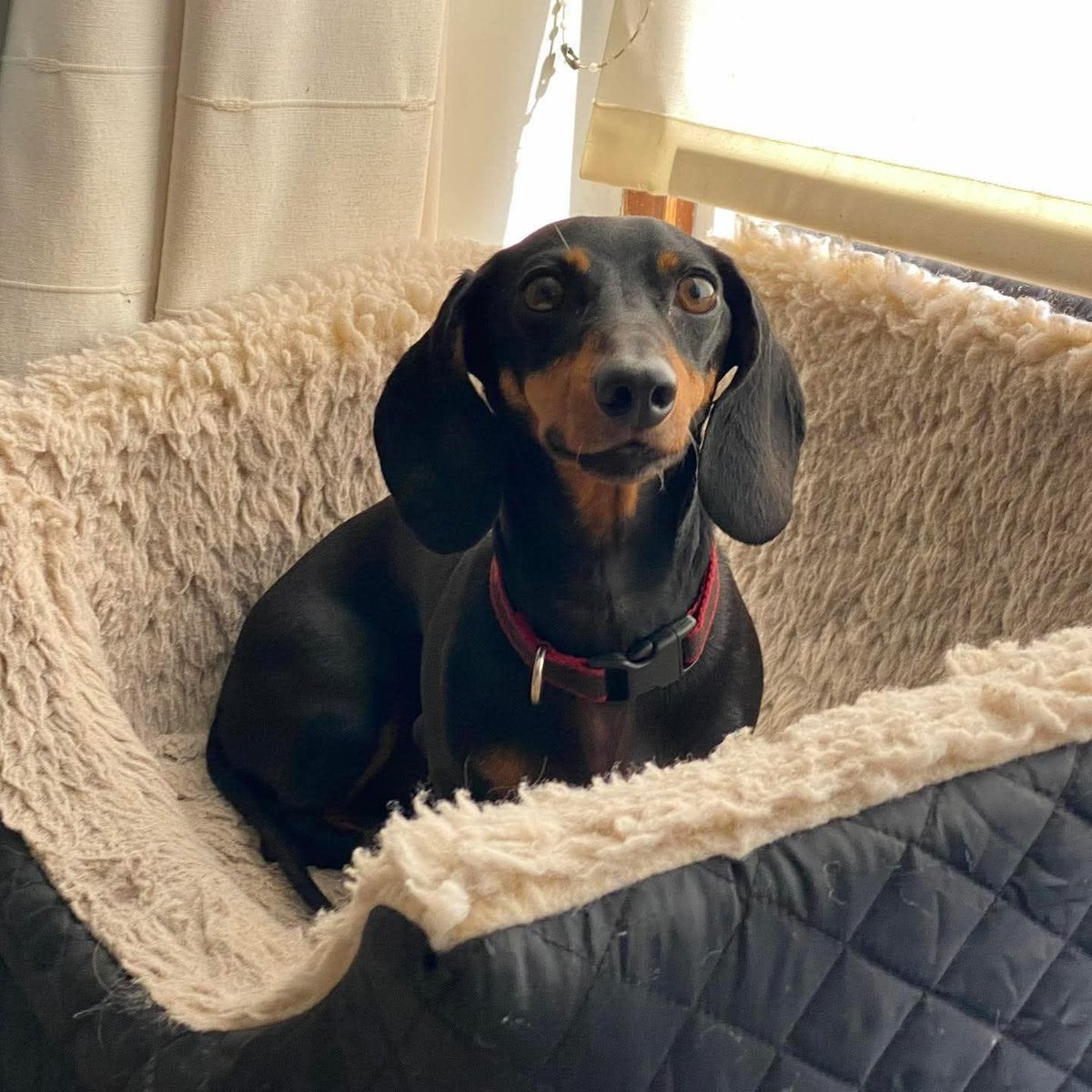 Dachshund (@daschundlovers2) on Twitter photo 