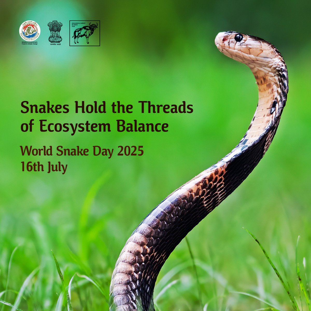 Snakes play a crucial role in maintaining healthy ecosystems by controlling rodent population and supporting the food chain. On this #WorldSnakeDay, the ZSI highlights the ecological significance of snakes — a symbol of balance in our biodiversity. 
#WorldSnakeDay2025 #ZSI