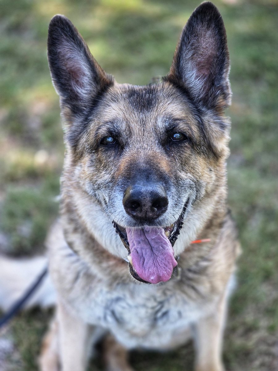 WalkinDogwalk's tweet image. Happy #woofwoofWednesday from our sweet Filly to you!
鉂わ笍馃惥馃グ馃惗馃悤馃惥鉂わ笍
#GSDrescue #seniordog #HappyHumpDay #walkinthedoginwhitby #walkinthedog