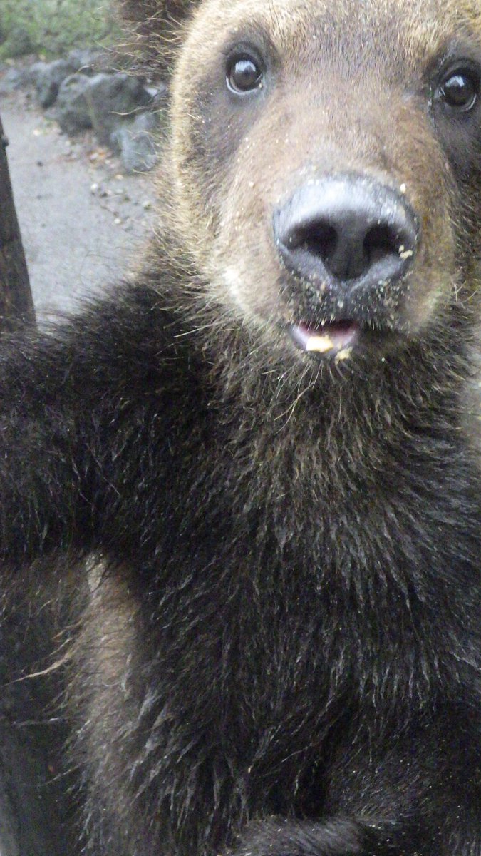 bearpark_jp's tweet image. カメラ大好き🐻
#ルカ #ギューしたくなる1枚目
#のぼりべつクマ牧場 #クマ牧場 #登別 #エゾヒグマ #北海道
#noboribetsubearpark #noboribetsu #brownbear #hokkaido