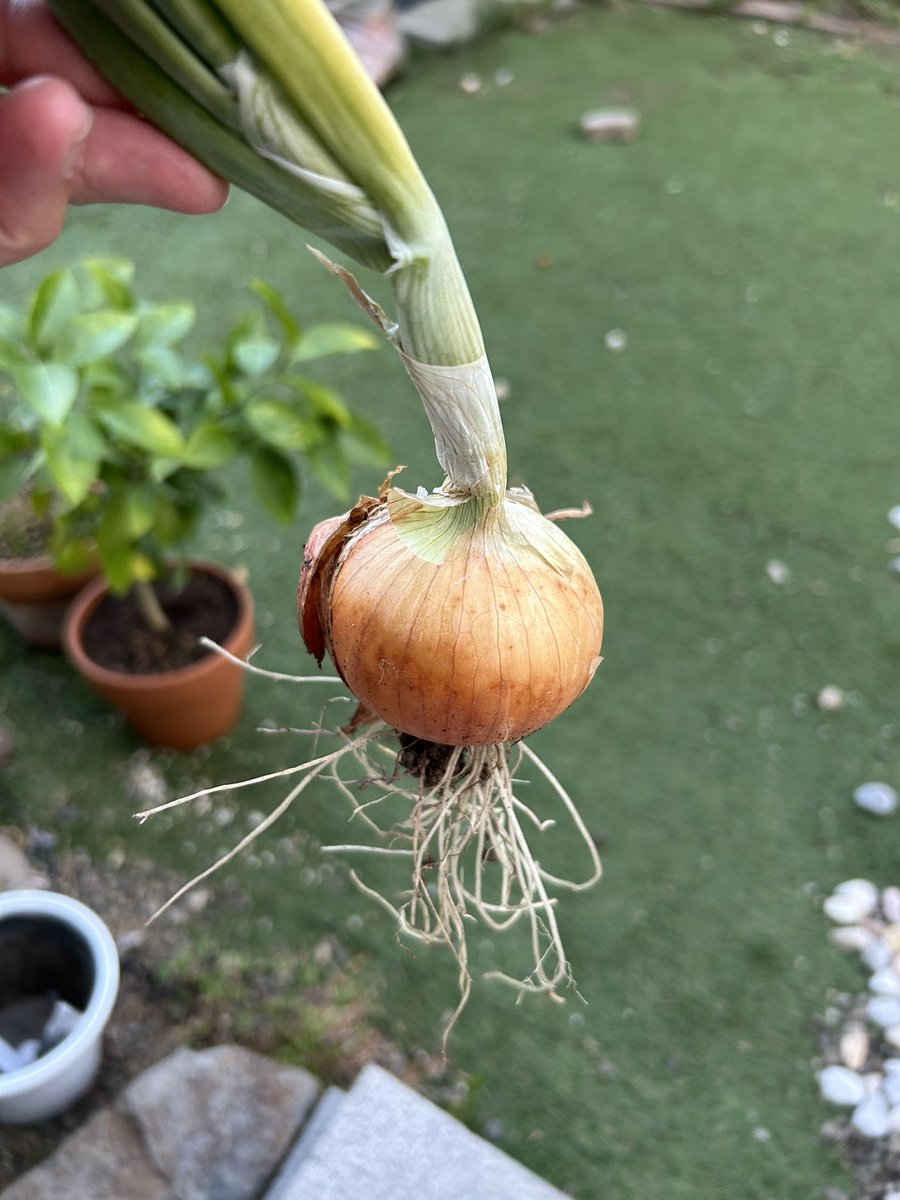 panalybouei's tweet photo. 去年植えた玉ねぎの苗、実がならなくてそのままにしておいたものから、今年立派なのが採れた🧅
植物の力すごいなぁー https://t.co/jOCun5vrWN