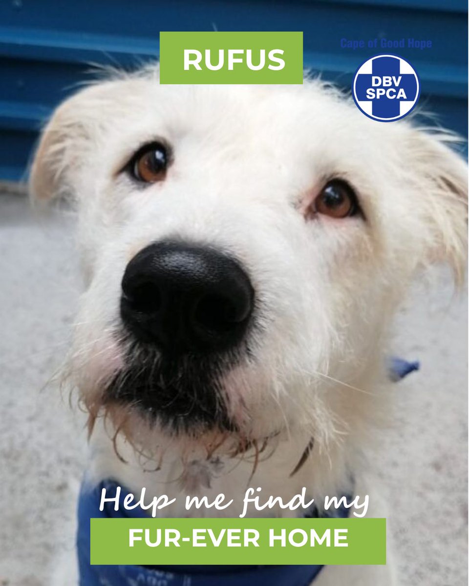 Cape of Good Hope SPCA (@capespca) on Twitter photo 🐾 Meet Rufus – The Boy With the Soulful Eyes
How can anyone look past those eyes?
Rufus is still waiting, patiently, lovingly, hopefully.
Please help me find my fur-ever home: pulse.ly/kk1pjcbjez
Call our Adoptions Centre on (021) 700 4140 or email adoptions@spca-ct.co.za 🐾 Meet Rufus – The Boy With the Soulful Eyes
How can anyone look past those eyes?
Rufus is still waiting, patiently, lovingly, hopefully.
Please help me find my fur-ever home: pulse.ly/kk1pjcbjez
Call our Adoptions Centre on (021) 700 4140 or email adoptions@spca-ct.co.za