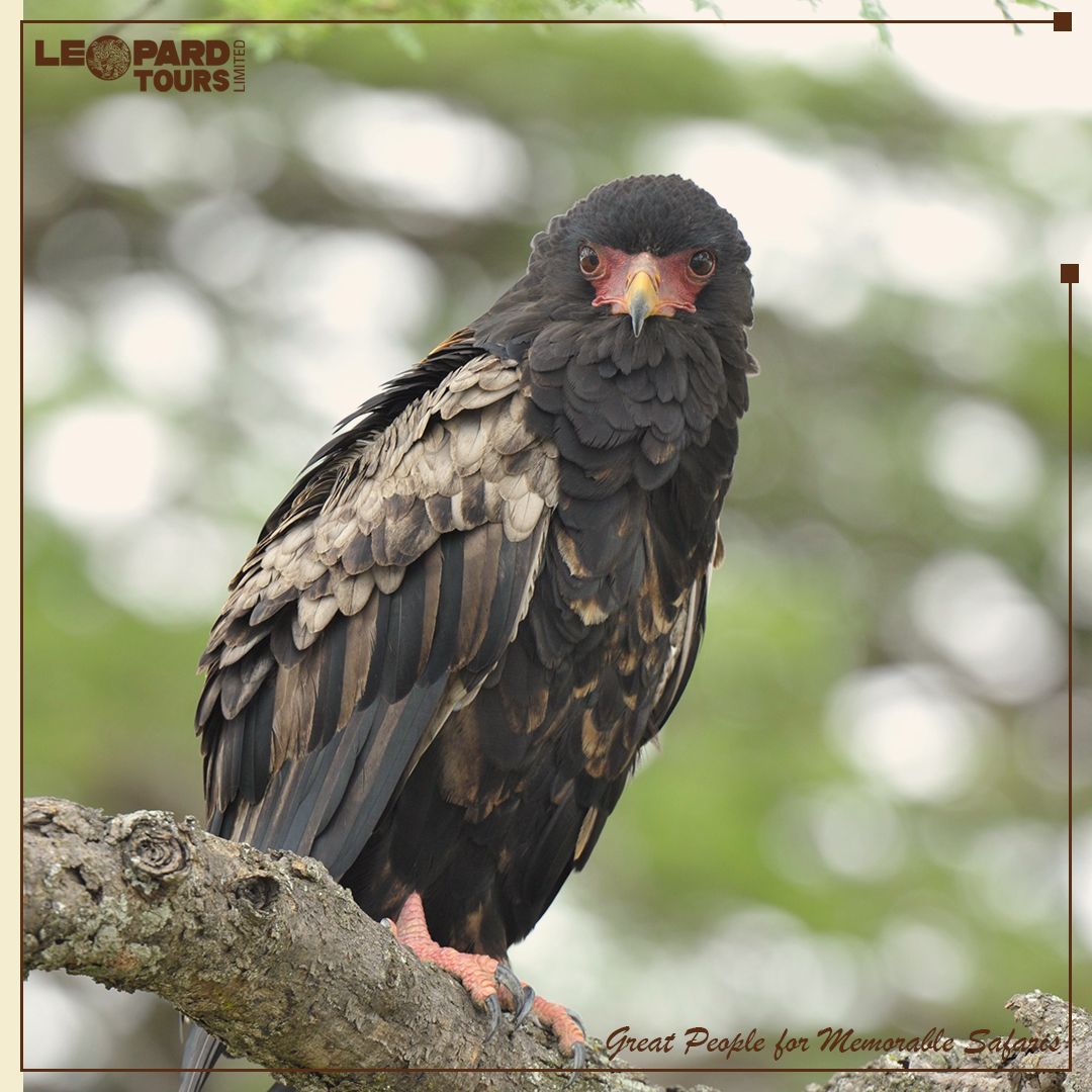 Leopard Tours Ltd tweet media