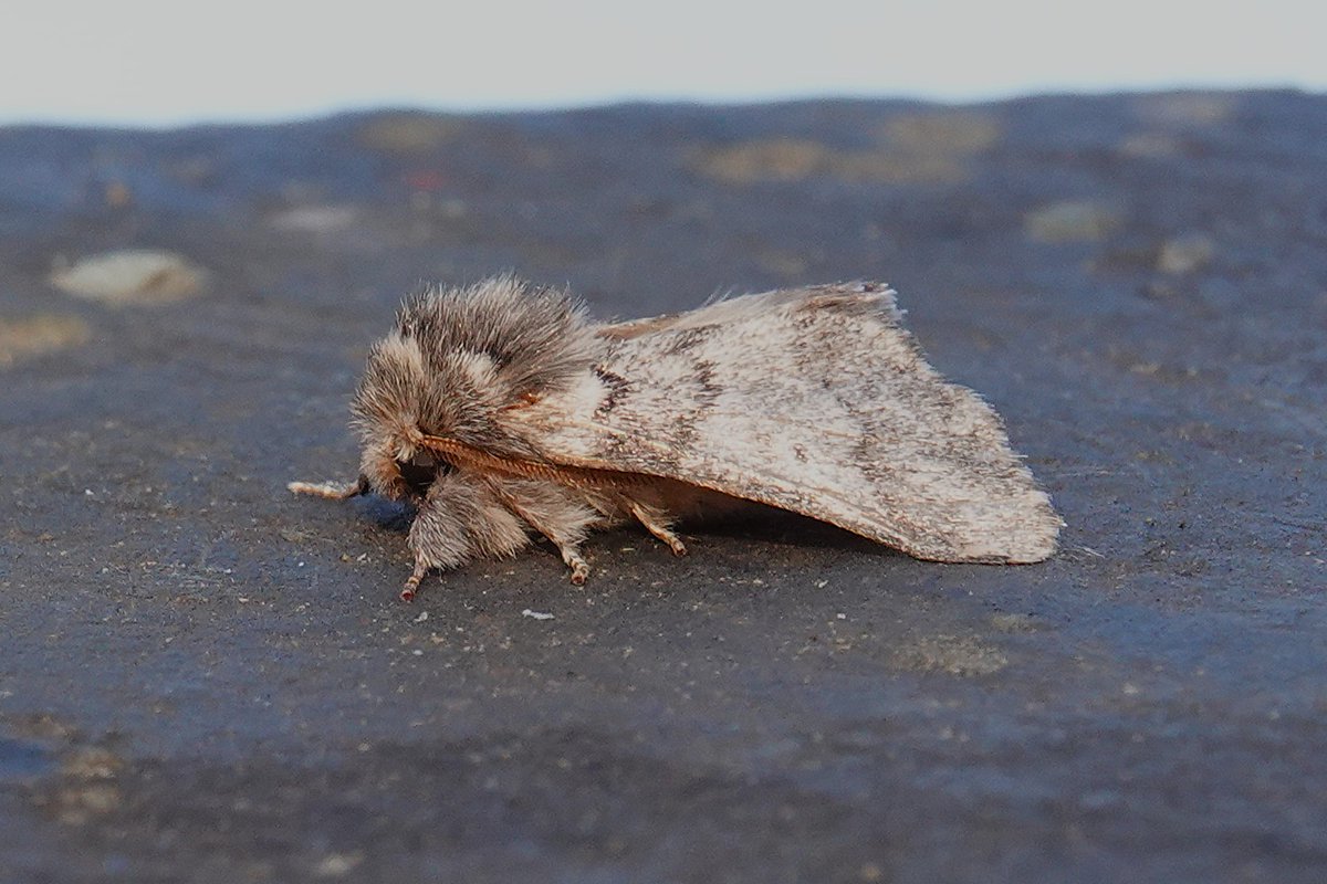 dartfordtrapper's tweet image. Oak Processionary and Pine Hawk-moth were both NFY in the garden last night. Dartford VC16.