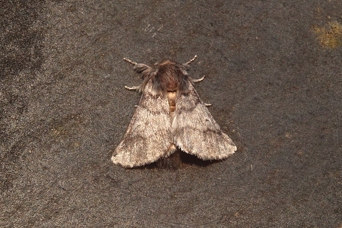 dartfordtrapper's tweet image. Oak Processionary and Pine Hawk-moth were both NFY in the garden last night. Dartford VC16.