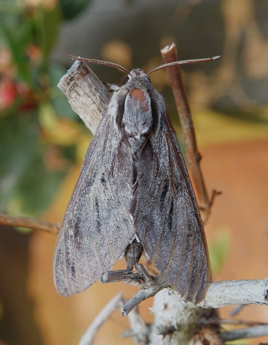 dartfordtrapper's tweet image. Oak Processionary and Pine Hawk-moth were both NFY in the garden last night. Dartford VC16.
