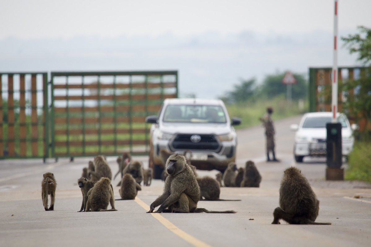 bentique3's tweet image. Good morning from the park clerks at @ugwildlife
