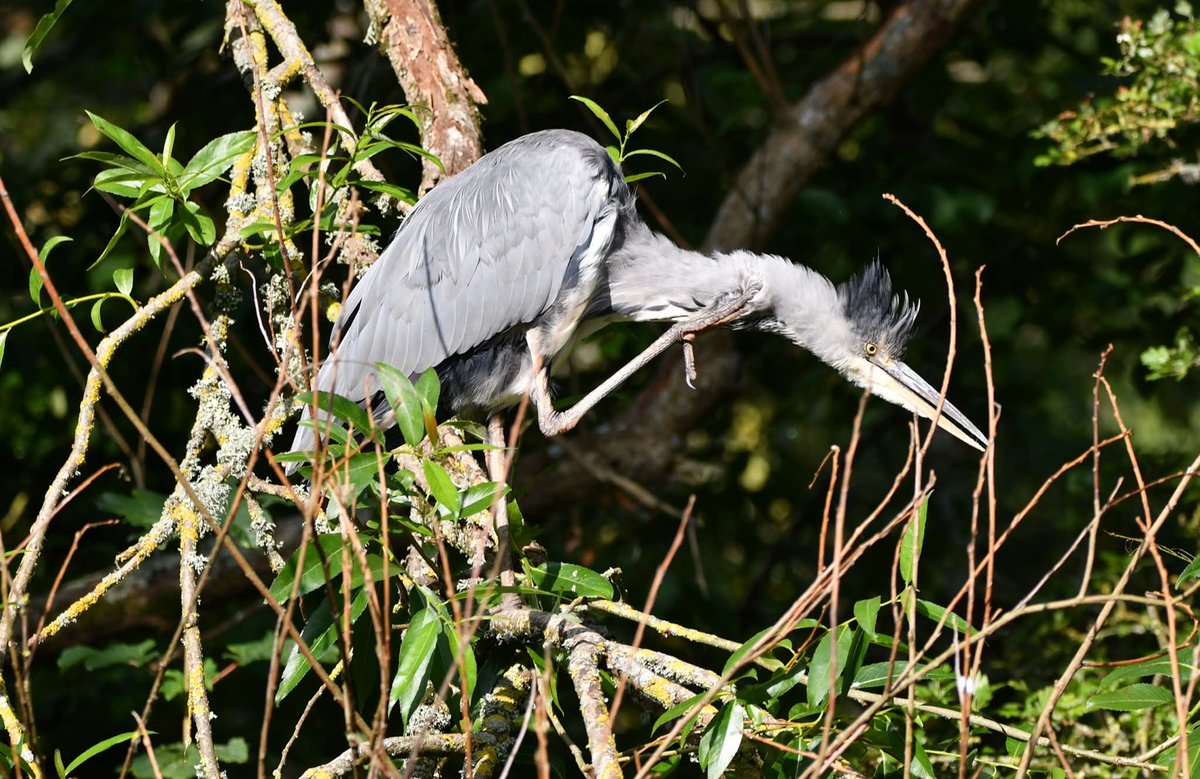 Grey Heron 
Bude Cornwall 〓〓
#Bude #Cornwall 
#GreyHeron
