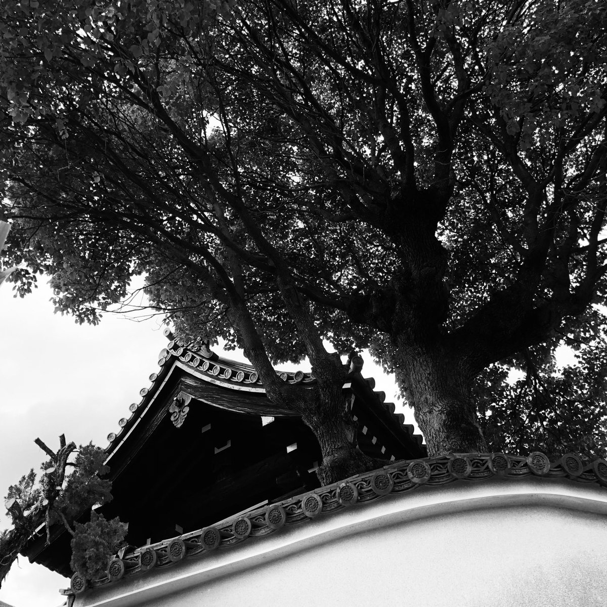 tarosuke0423's tweet image. 散歩。