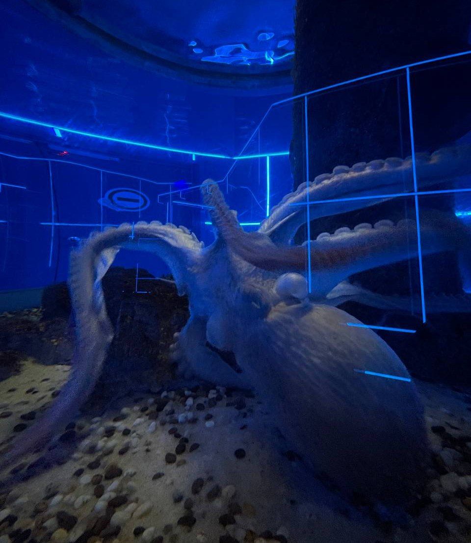 DEROMARU's tweet image. Damn, my cake photos have gotten more views than any of my art. Damn. Anyway, here are two photos from the aquarium I visited teo day's ago.