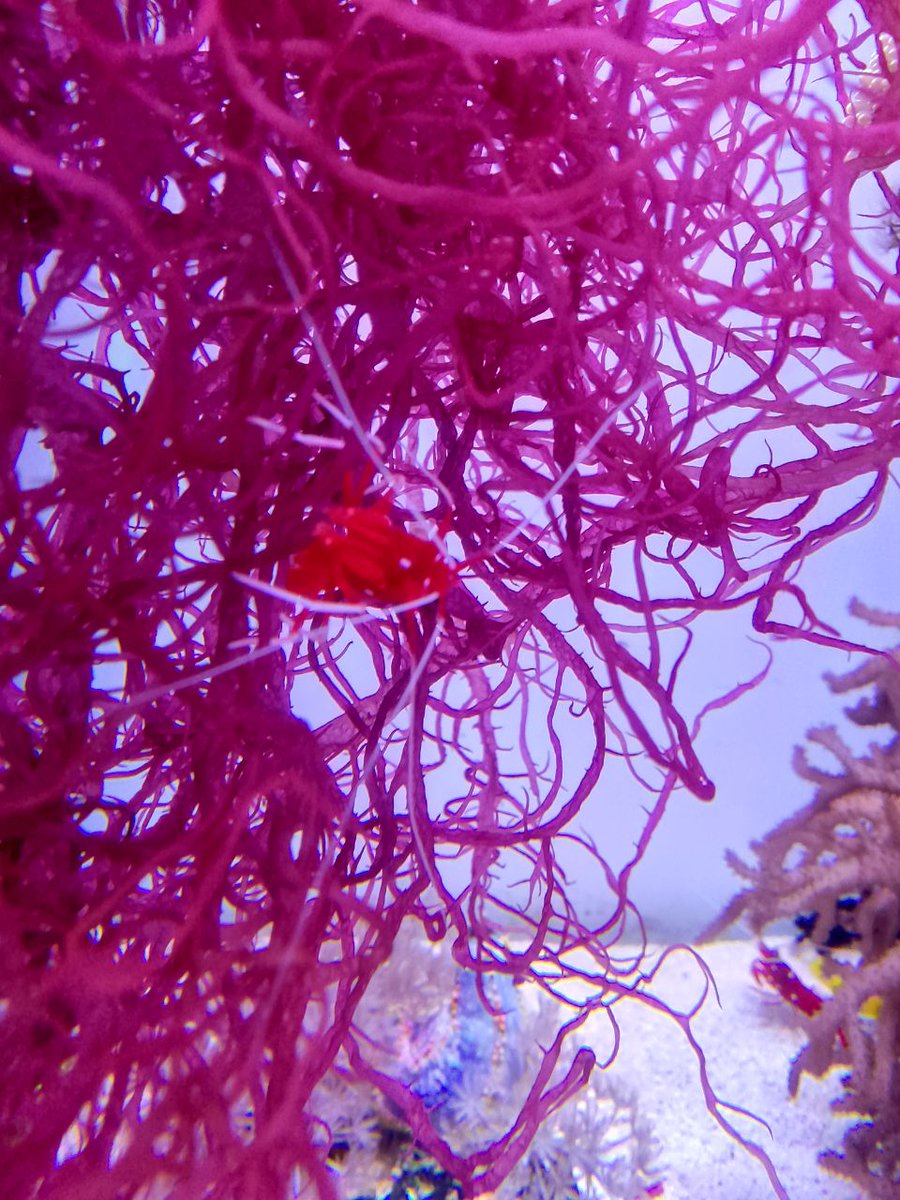 DEROMARU's tweet image. Damn, my cake photos have gotten more views than any of my art. Damn. Anyway, here are two photos from the aquarium I visited teo day's ago.